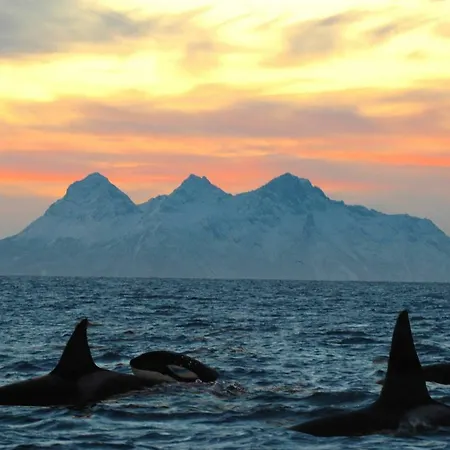 公寓 Fishermans Base Lofoten *